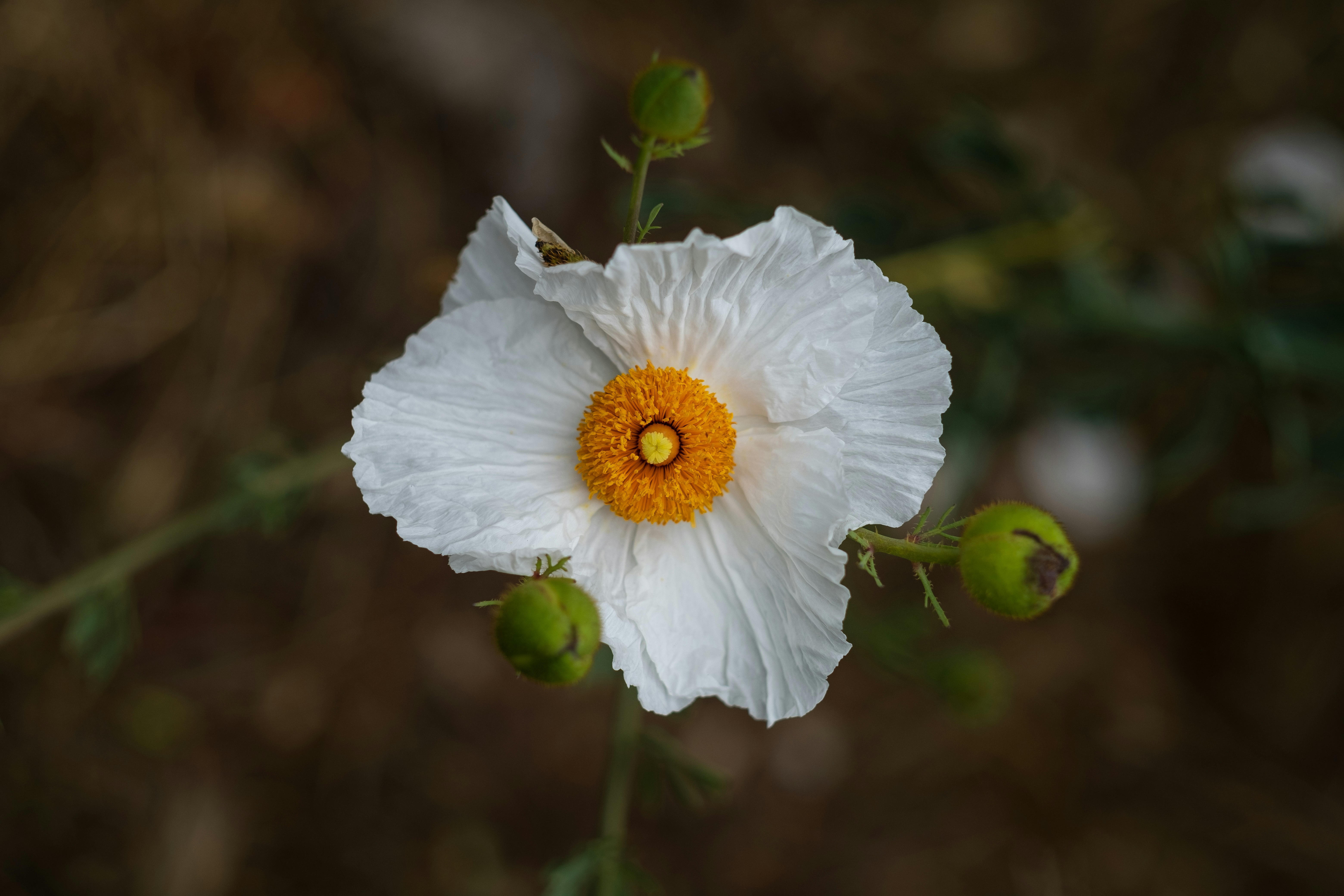 white flower with green leaves